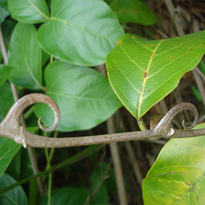 cây câu đằng khô 1kg