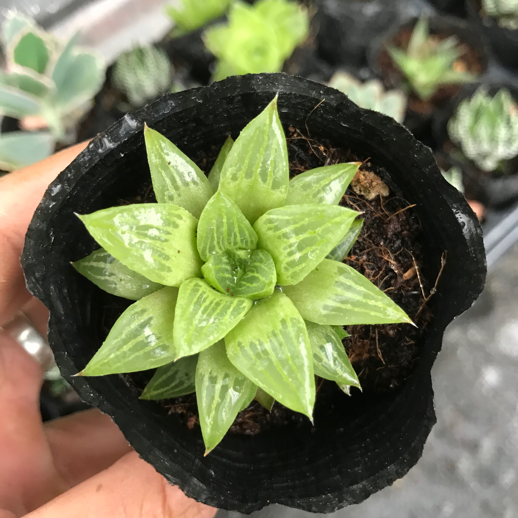 Sen guốc sao, sen đá có ý nghĩa cho một tình bạn, tình yêu vĩnh cửu, về phong thủy nó còn mang ý nghĩa sung túc và đầm ấm trong gia đình