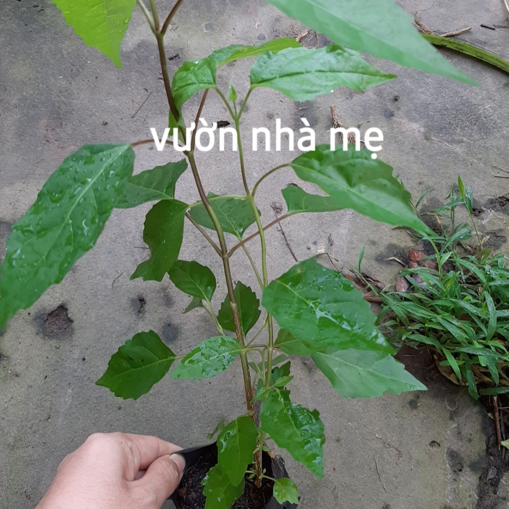 cây lá cách giống