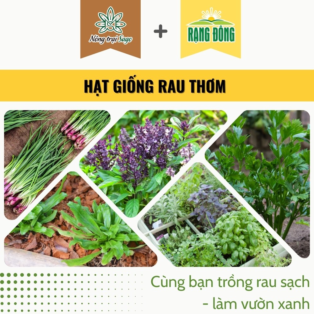 Hạt giống Rau Thơm - Gia Vị dễ chăm sóc, trồng quanh năm, nảy mầm tốt, thương hiệu Hạt giống Rạng Đông - Nông Trại Sago