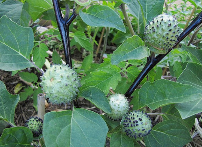 COMBO 2 cây CÀ GAI LEO cây giống gửi đi nguyên bầu