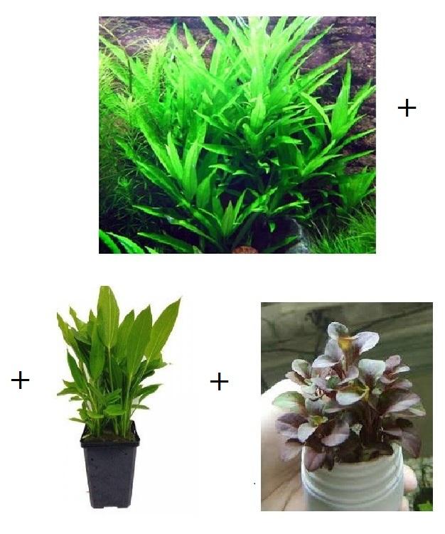 Combo cây thủy sinh 1 khóm liễu xanh + 1 khóm cây lan nước + 1 giỏ hồng xoăn