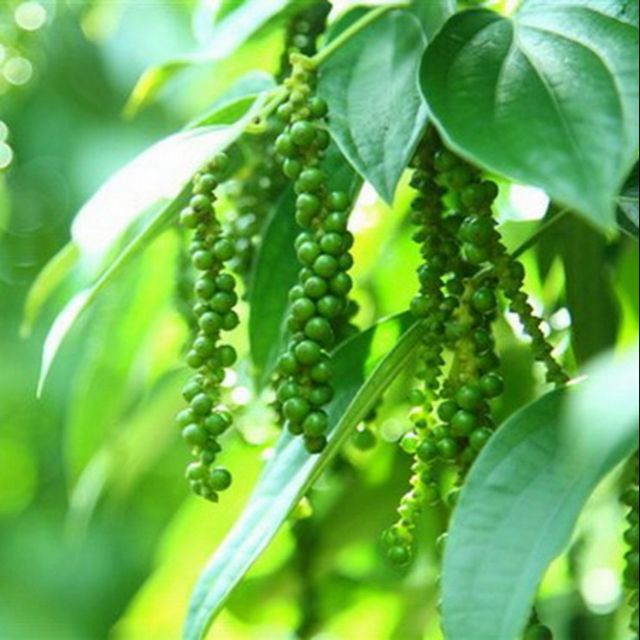 Cây hồ tiêu đang trái, mặt hàng đang được săn đón, chất lượng sản phẩm đảm bảo và cam kết hàng đúng mô tả
