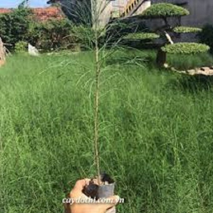 Cây giống phi lao