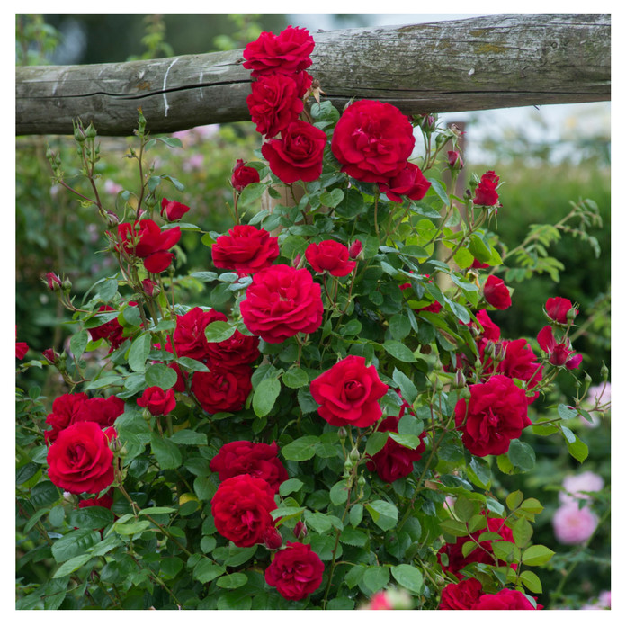 combo 3 leo ,2 gỗ ( khách dươc chon màu ) tặng kèm kích rễ