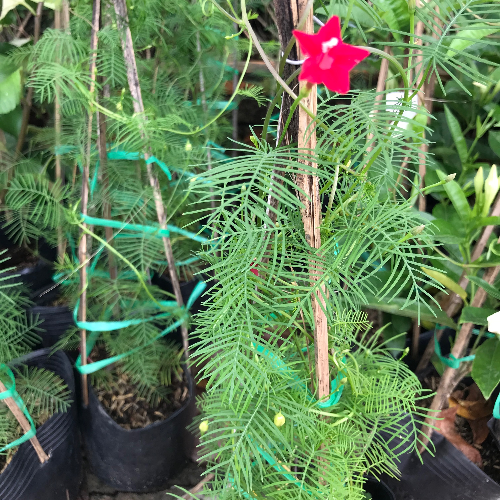 Hoa tóc tiên + tặng phân bón cho cây khỏe