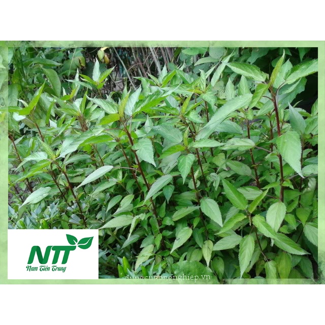 Hạt giống rau đay đỏ- rau đay trắng tn - 55