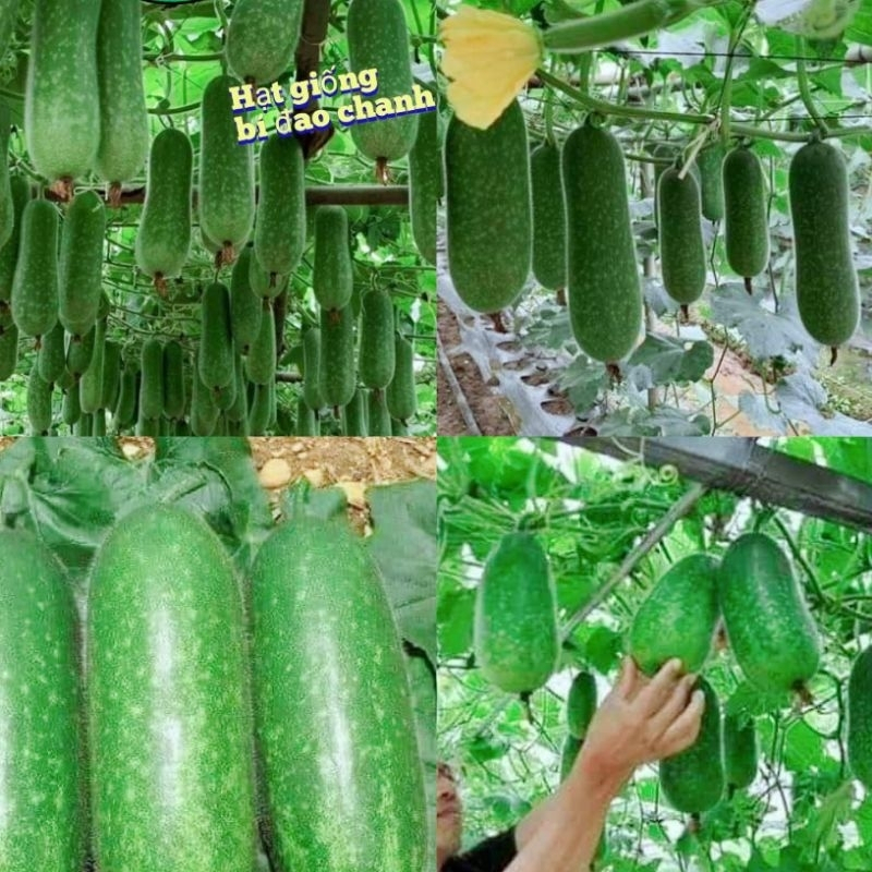 Hạt giống bí đao chanh thái lan -gói 33 hạt
