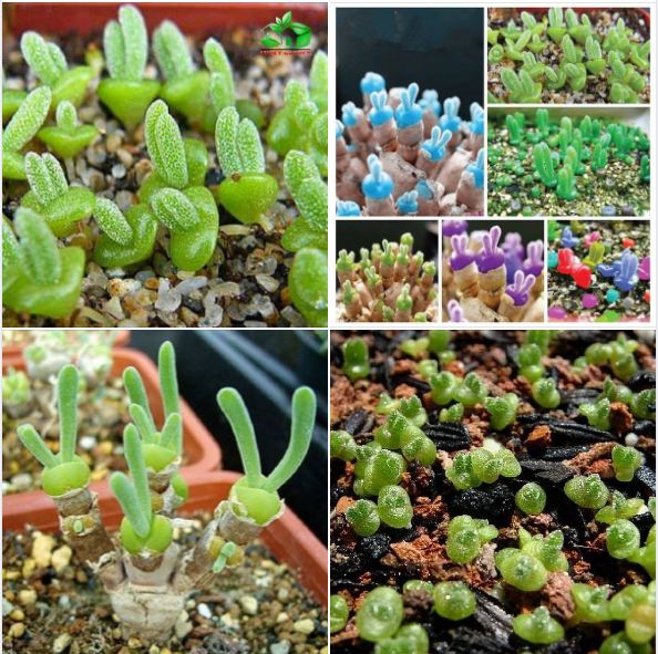 Hạt giống cây tai thỏ nhiều màu - Gói 50 hạt