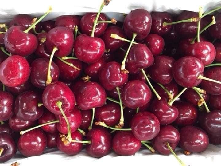 Cây giống cherry anh đào siêu trái cho trái tứ quý