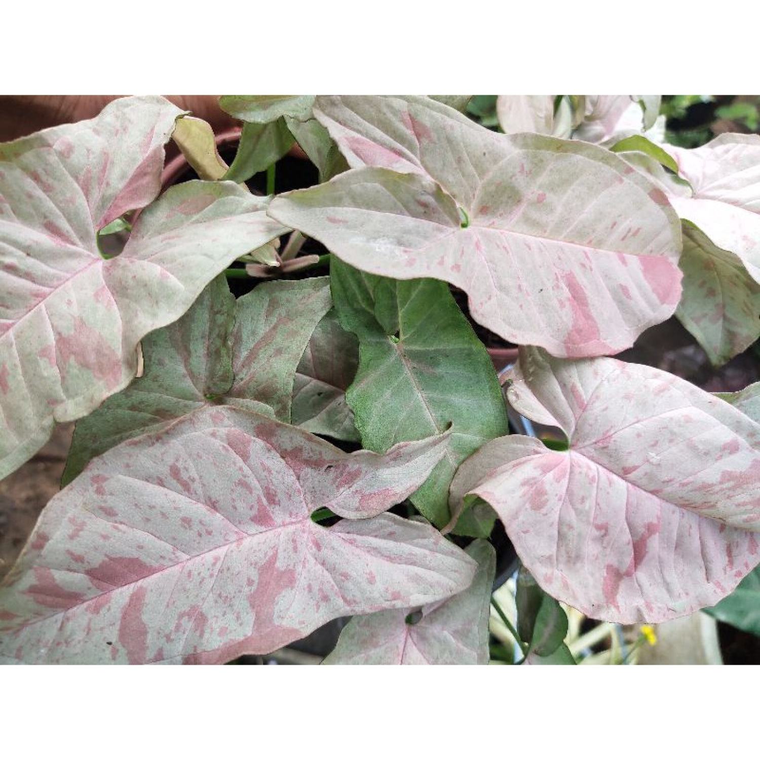 Trầu bà hồng đốm / Syngonium pink spot