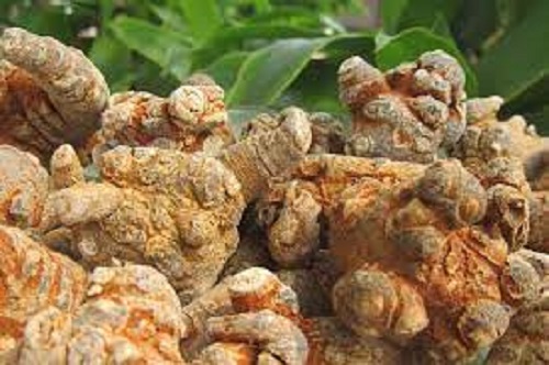 100g củ tam thất bắc loại 5-6 củ 1 lạng loại 1