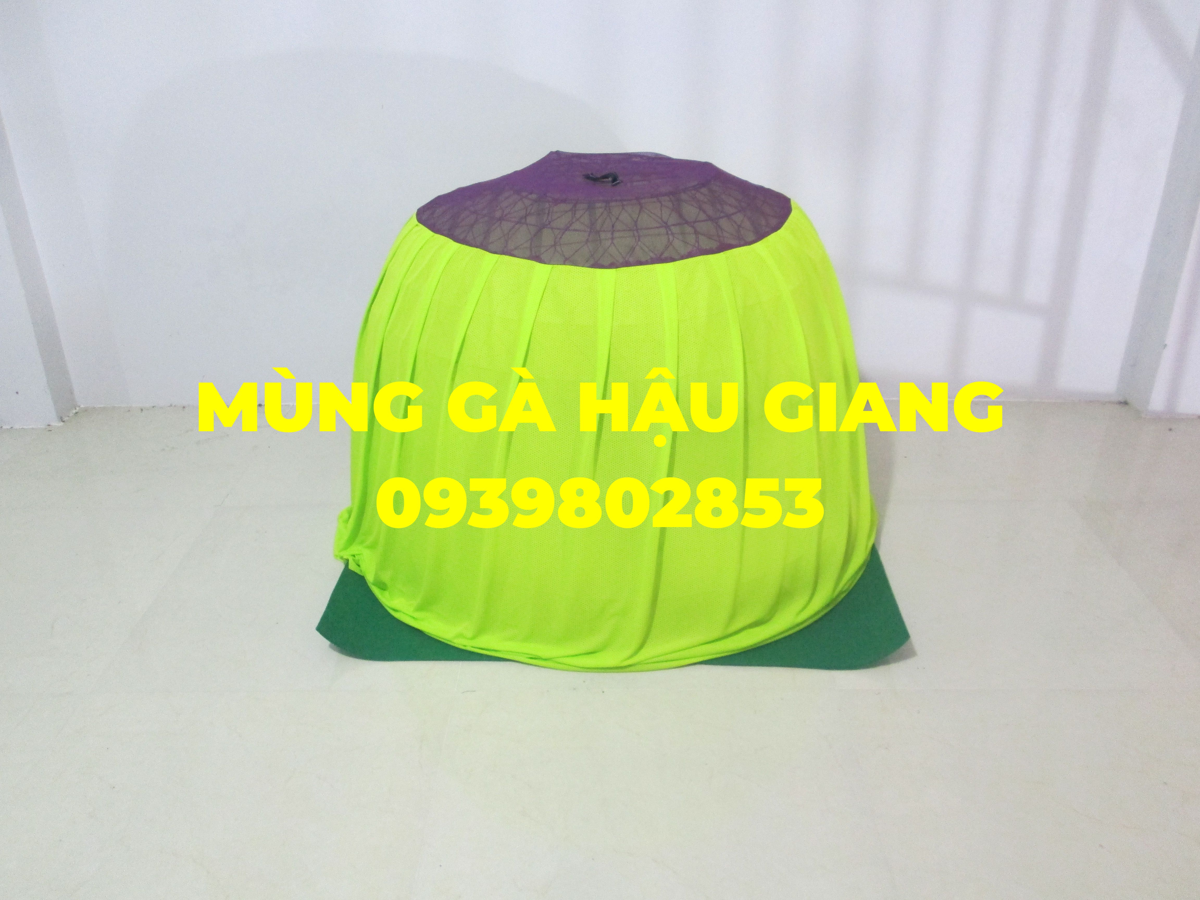 Mùng trùm bội gà nòi - mùng gà nòi