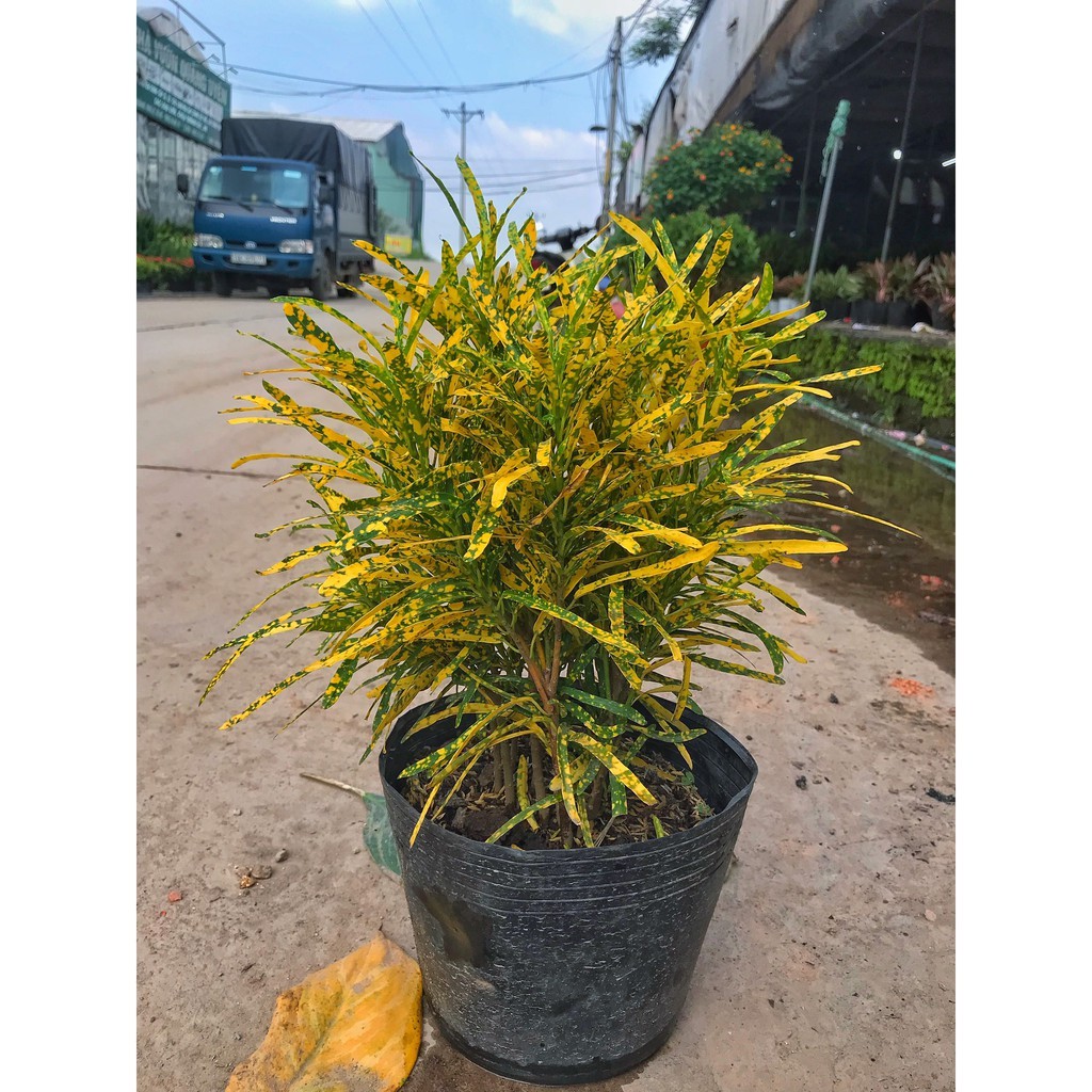 Cây cô tòng đuôi lươn cao 20-25cm, thích hợp trang trí cảnh quan