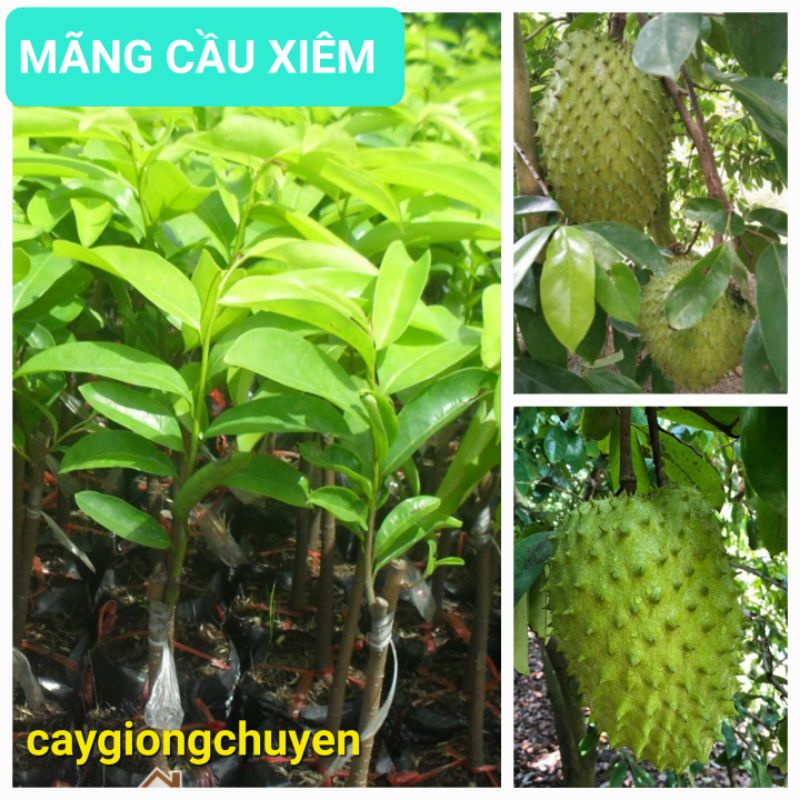 Cây giống mãng cầu xiêm thái