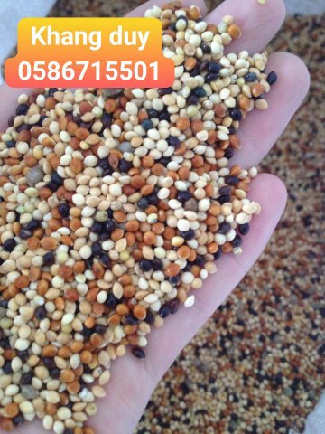 [HCM]hạt cỏ thái ngũ sắc - thức ăn cho chim cu gáy và các dòng vẹt nhỏ 1kg
