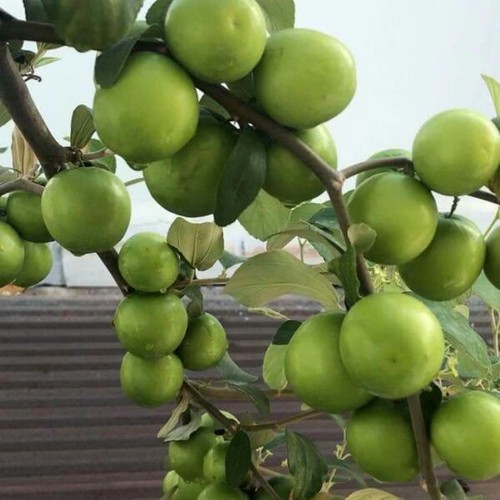 Cây giống táo thái