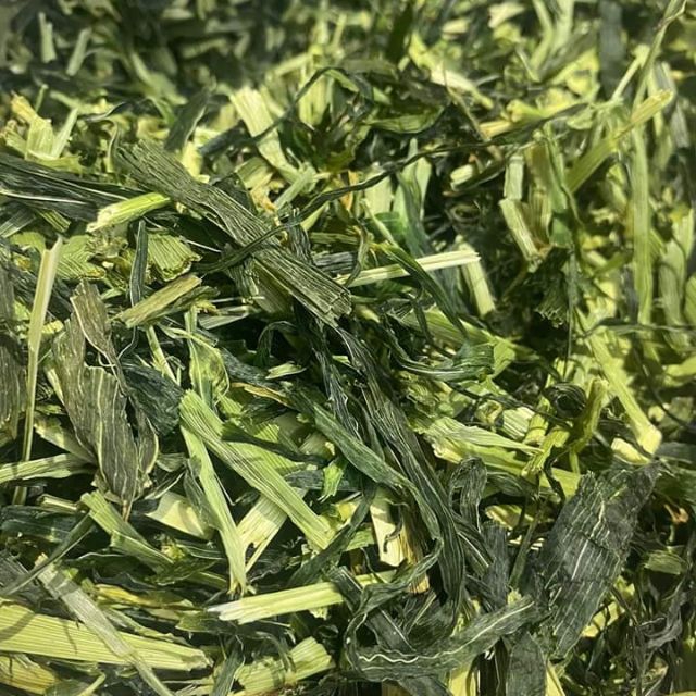 Cỏ lúa Mạch cho Guinea Pig (bọ ú, chuột lang)