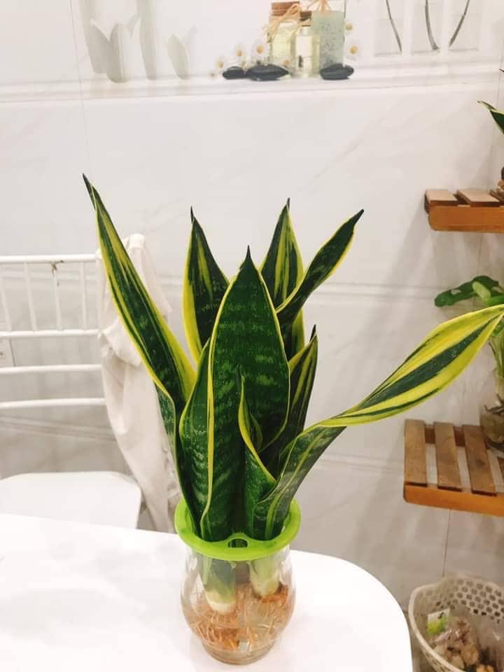 [HCM]CÂY LƯỠI HỔ THỦY SINH