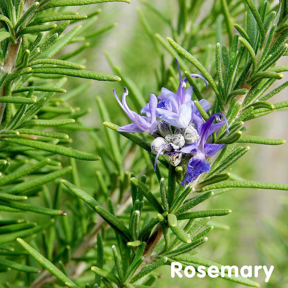 Tinh dầu Hương thảo Rosemary Essential Oil