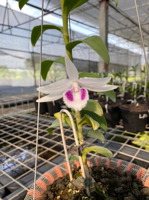 Lan phi điệp 5ct DAI TUONG cây gieo hạt khỏe mạnh sinh trưởng tốt - VƯỜN LAN KIÊN ANH 5CTDT