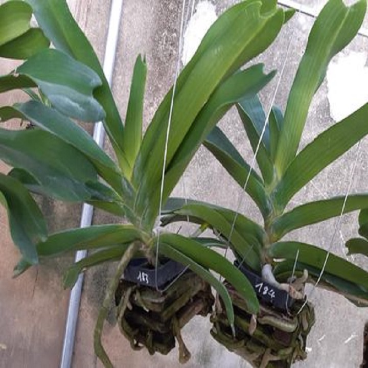 Hoa Lan Nghinh Xuân ( đai châu)Đỏ Cây To Khủng