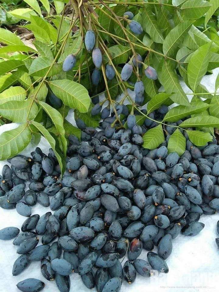 cây giống trám đen + Tặng 02 Cây Quế Giống