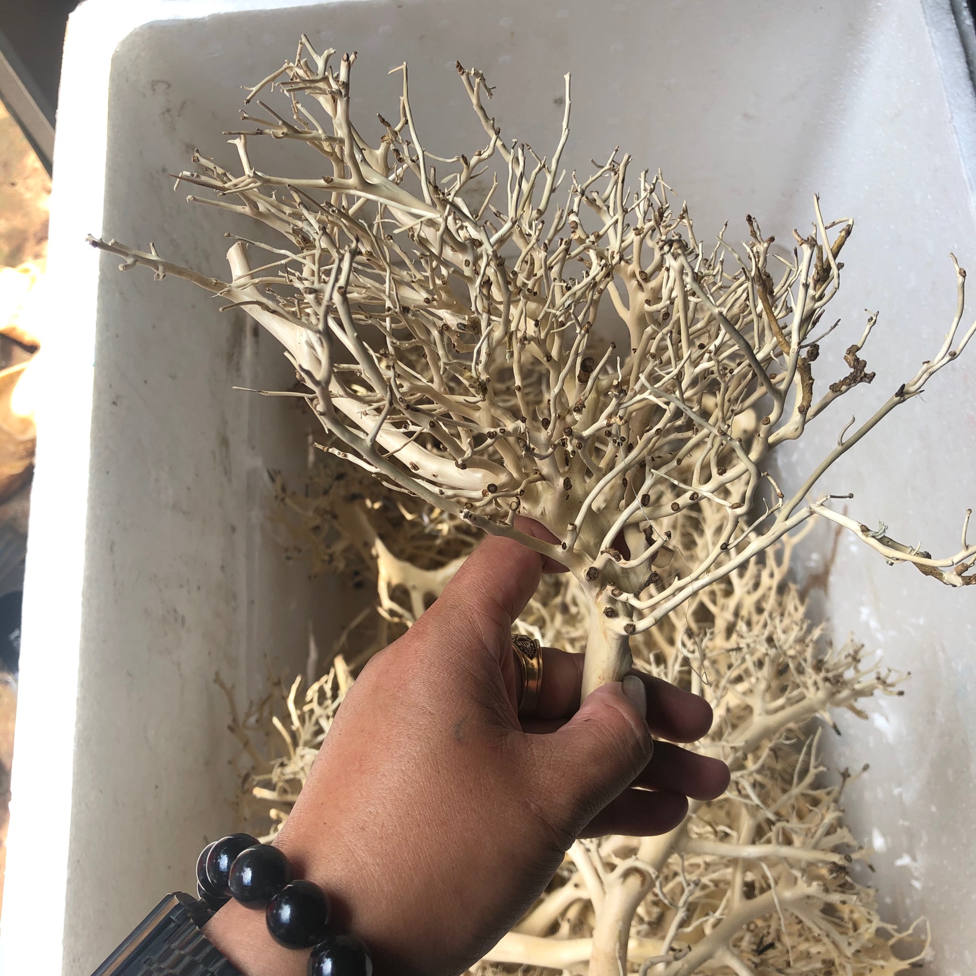 Lũa Xương Chùm Nhánh - Ghép bonsai quấn rêu cho hồ thuỷ sinh - 1 nhánh