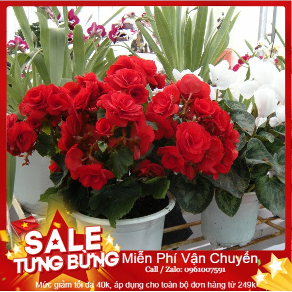 Hạt giống hoa thu hải đường kép mix - 5 hạt