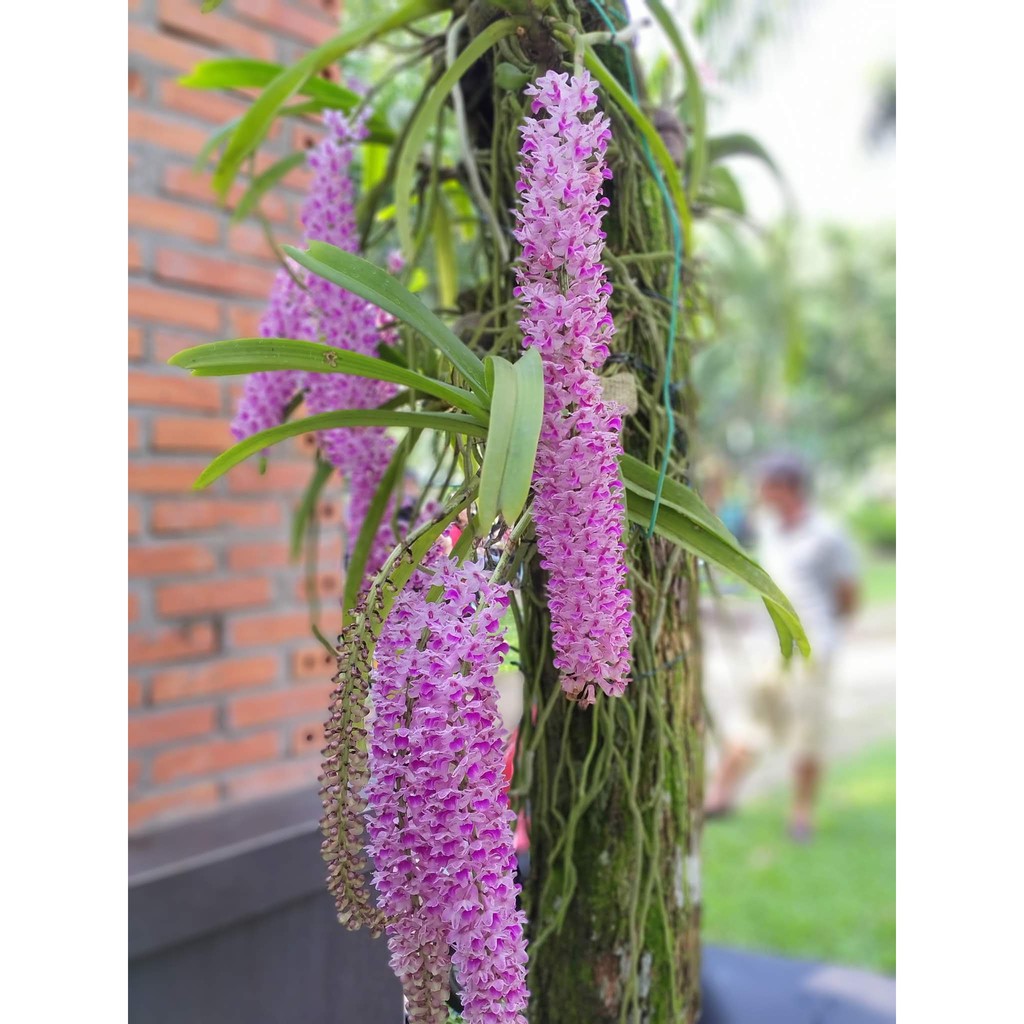 Lan đuôi sóc hoa tím đậm