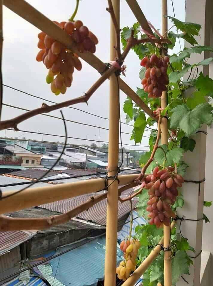 Cây nho móng tay ghép có quả sau 1 năm trồng - FREE SHIP TỪ 50K