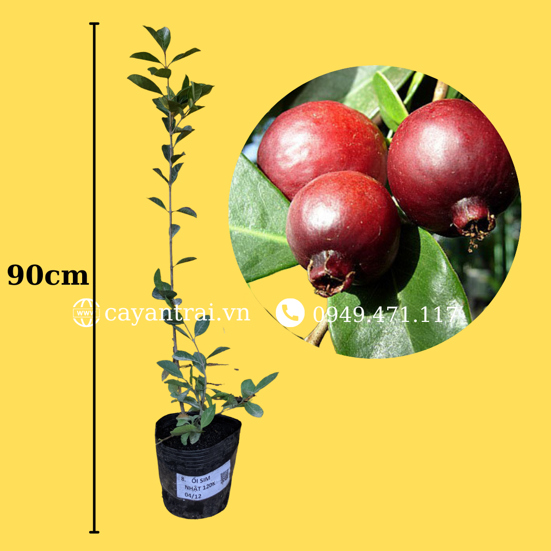 Cây ổi dâu tây nhật
