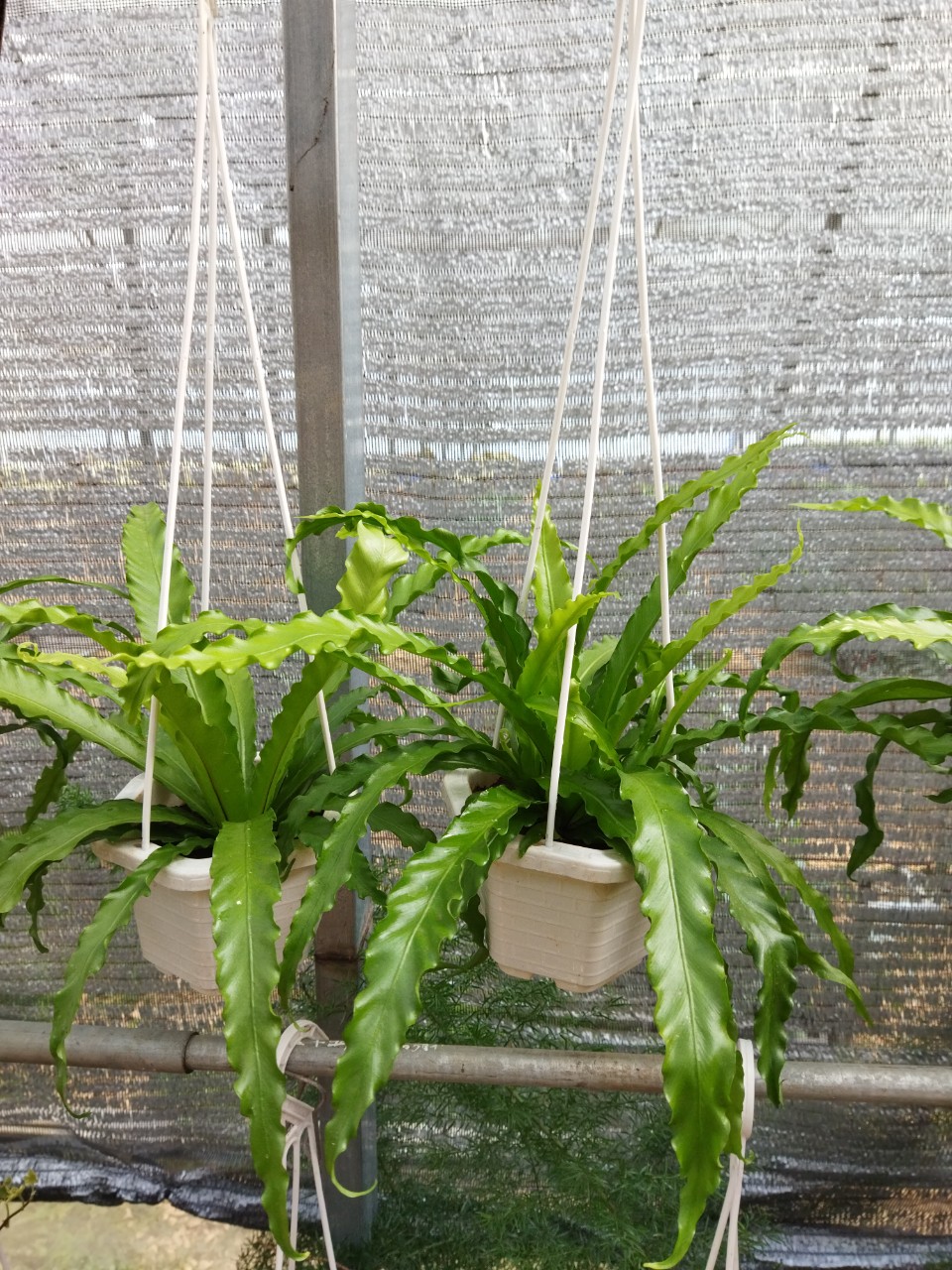 Dương Xỉ Rồng - Cây Tổ Phụng chậu treo