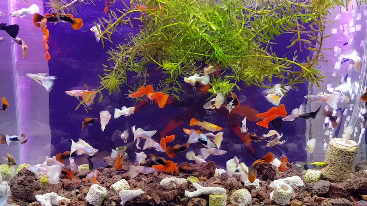 Guppy Combo 5 dòng bảy màu ( 10 con )