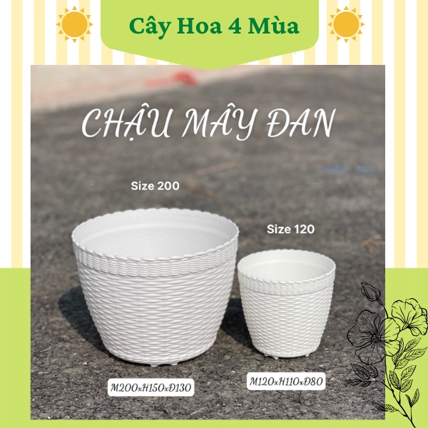 Chậu nhựa trồng cây mây đan mini trồng sen đá 2 size