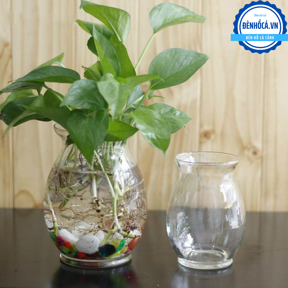 Chậu thủy tinh mini , chậu hoa thủy tinh , chậu thủy tinh mini tai bèo