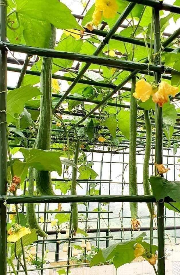 Hạt giống mướp hương Thái trái dài