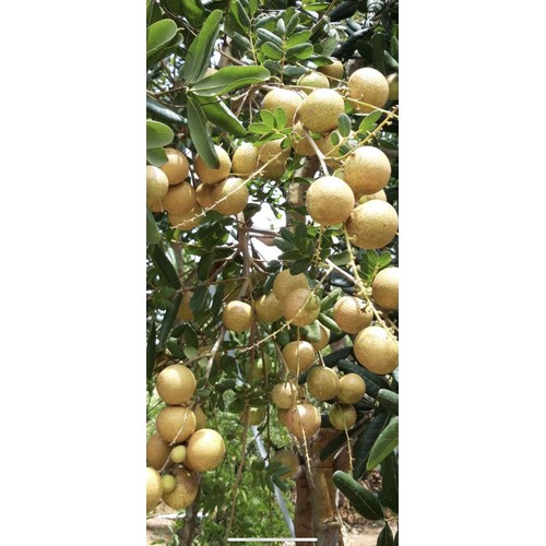 ( CÂY ĂN QUẢ) NHÃN XUỒNG CƠM VÀNG LOẠI 1+ 1000g phân thỏ hữu cơ