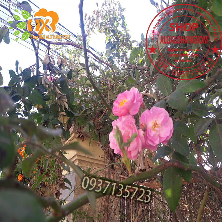 Combo 5 cây hoa hồng tầm xuân cây giống