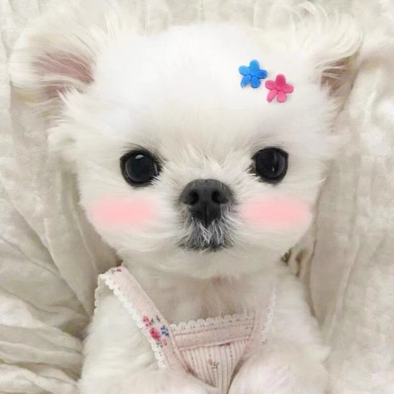 Kẹp Hình Hoa Cúc Họa Mi Dành Cho Chó Mèo Thú Cưng