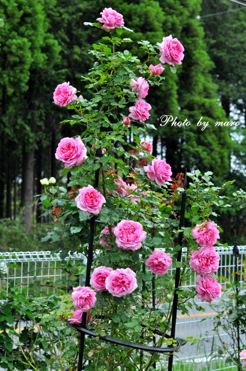 3 bầu hoa hồng leo Pompadour Pháp thơm nức