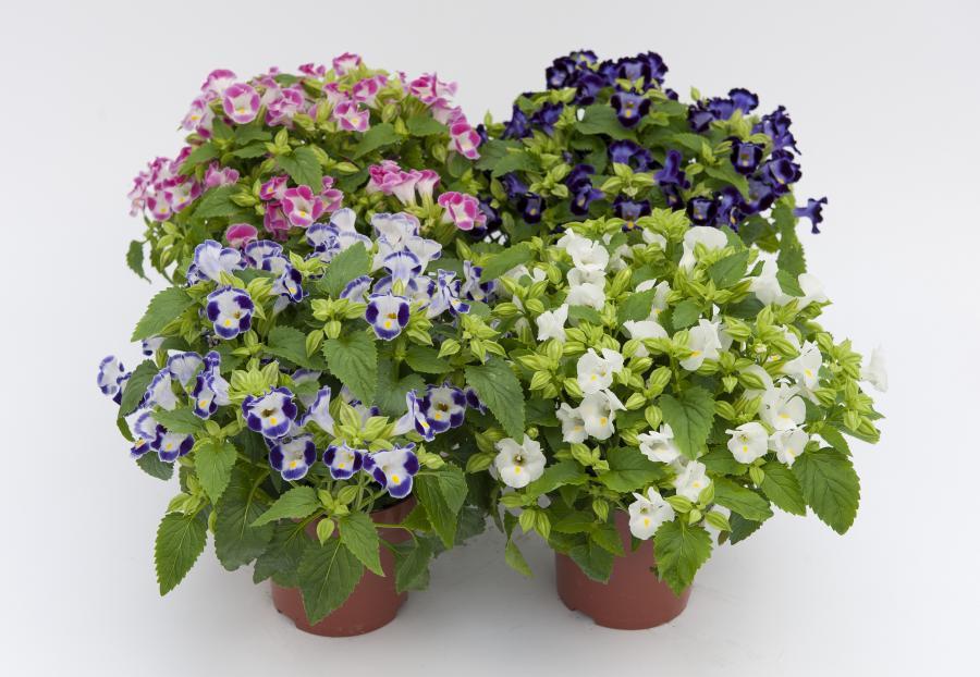 Gói 10 hạt giống hoa mắt nai