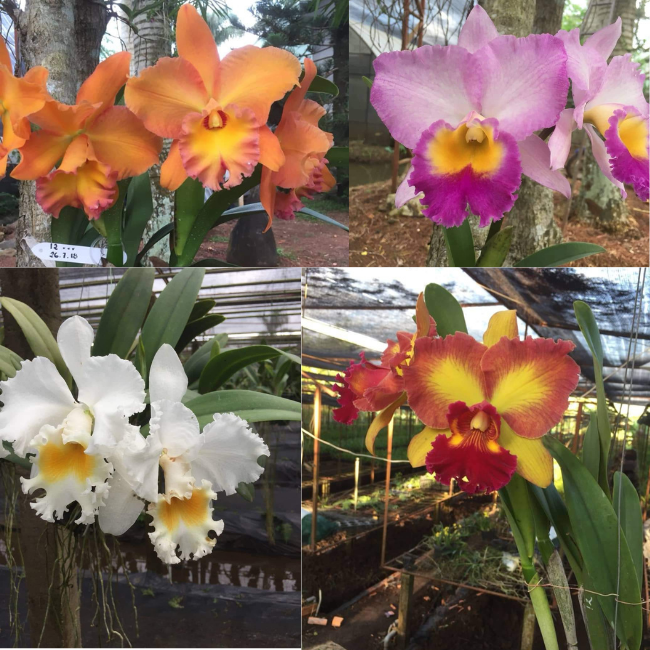 Combo 5 cây lan cattleya hàng giống 5-10cm hoa thơm chọn mặt hoa ngẫu nhiên cat