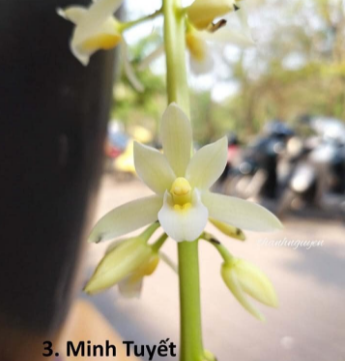 Lan kiếm trắng minh tuyết hàng giông