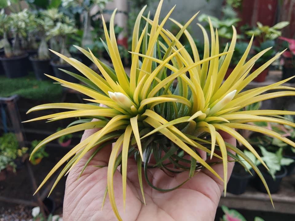 Cây không khí thạch thảo