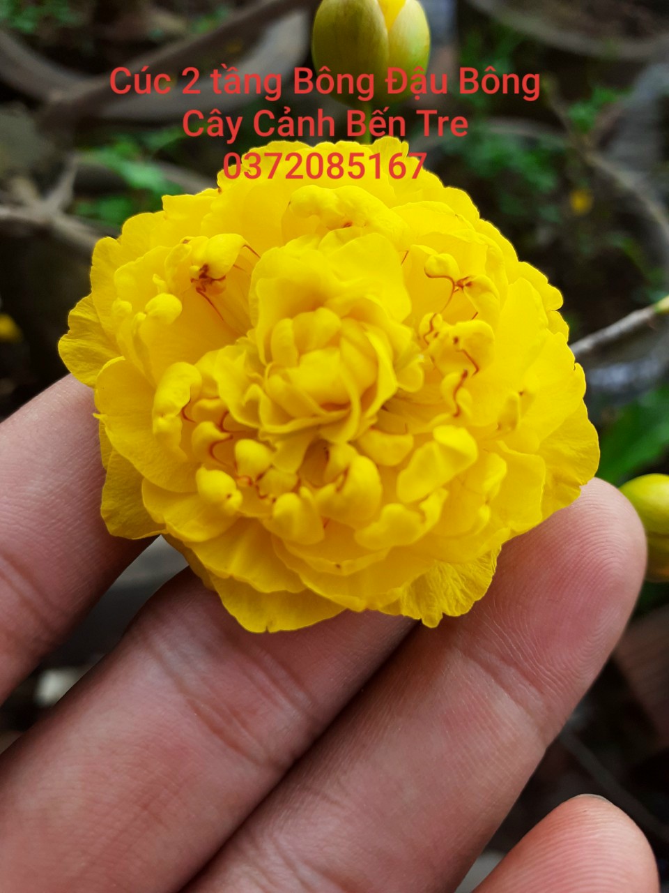 Mai Cúc 2 Tầng Bông Đậu Bông