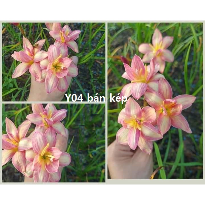 Củ hoa huệ mưa bán kép Y04 Thái Lan_Củ hoa tóc tiên ngoại