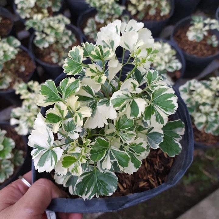 Cây Đinh lăng Cẩm thạch + tặng phân bón