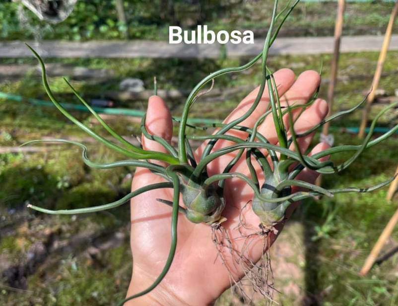 Cây không khí Nhân sâm Balbusa(Size lớn)