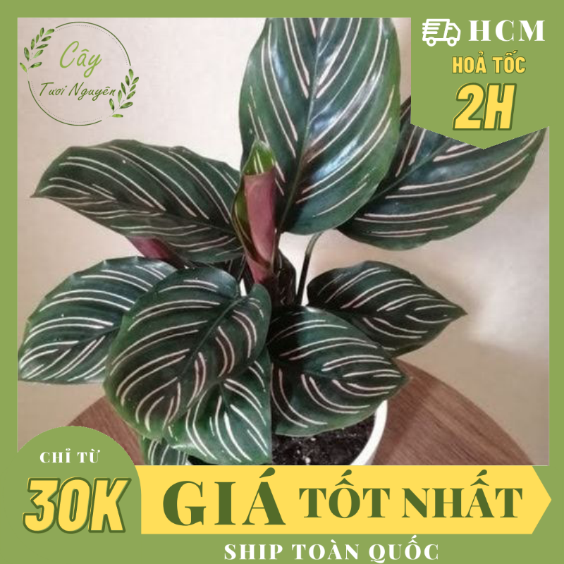 CÂY ĐUÔI CÔNG Đỏ, (cao 25cm), cây phong thủy hút tài lộc để bàn mini GIÁ RẺ, lọc không khí, Cây Tươi Nguyên CTN0080